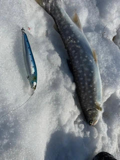 アメマスの釣果