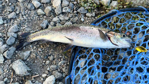 ニジマスの釣果