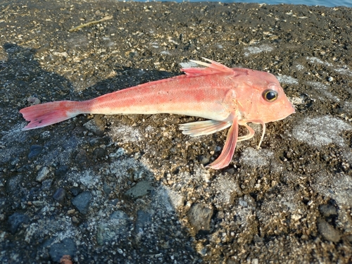 カナガシラの釣果