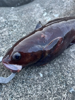 ドンコの釣果