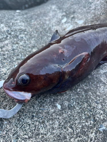 ドンコの釣果