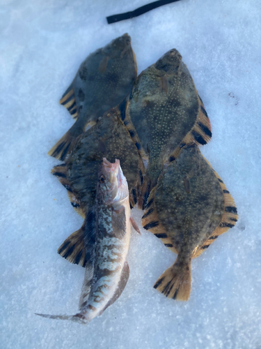 カワガレイの釣果