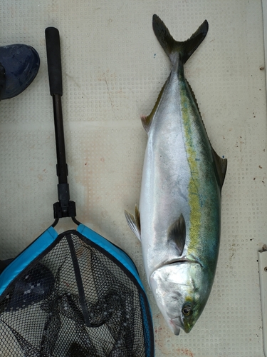 ハマチの釣果