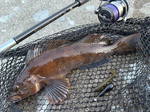 アイナメの釣果