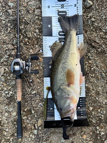 ブラックバスの釣果