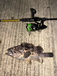 クロソイの釣果