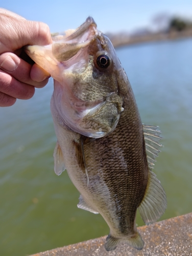 ラージマウスバスの釣果