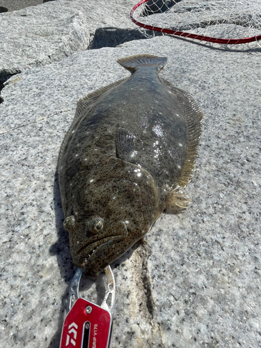 ヒラメの釣果