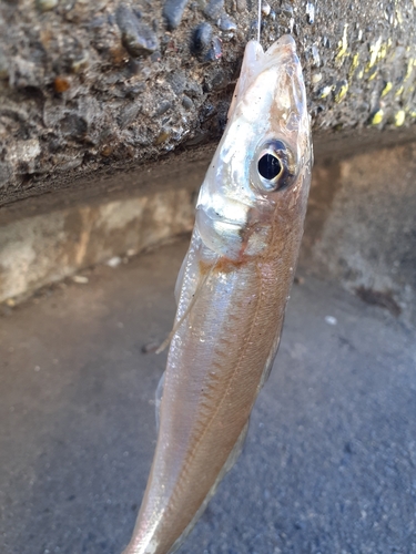 キスの釣果