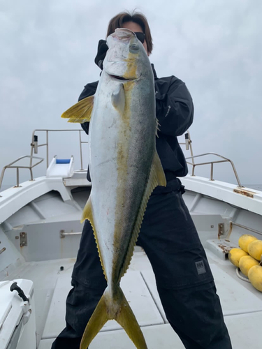 ヒラマサの釣果