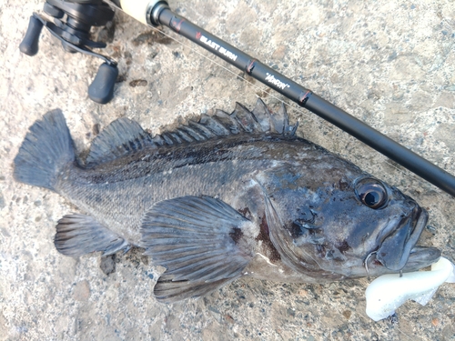 クロソイの釣果