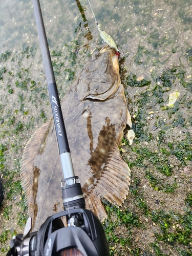 カレイの釣果