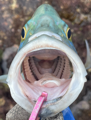 カスミアジの釣果