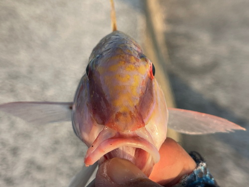 コバンヒメジの釣果