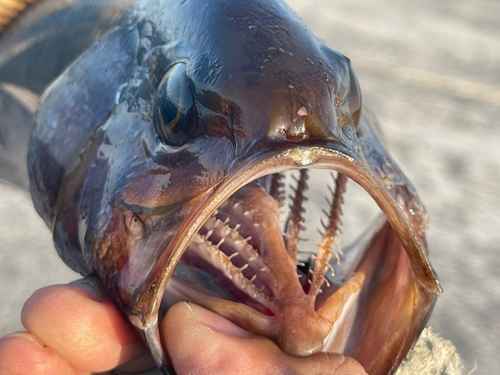 イシフエダイの釣果