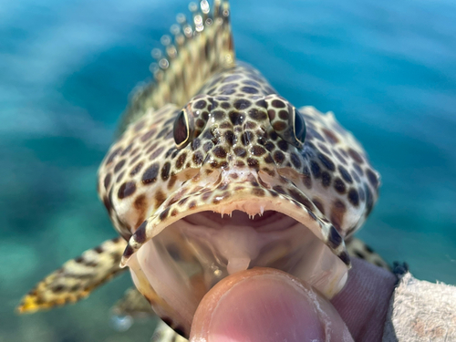 カンモンハタの釣果