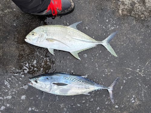 オニヒラアジの釣果