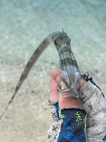 アオヤガラの釣果