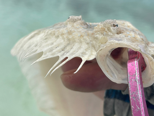 トゲダルマガレイの釣果