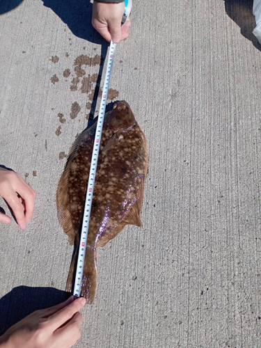 カレイの釣果