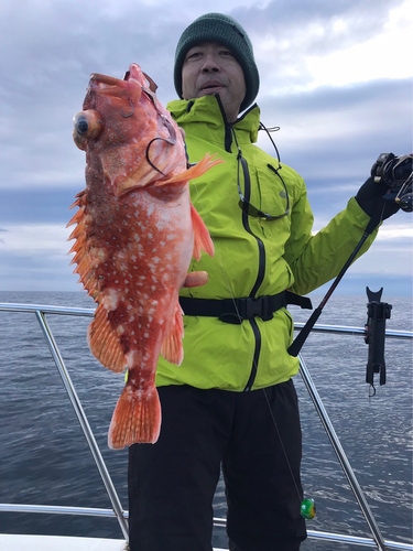 ウッカリカサゴの釣果