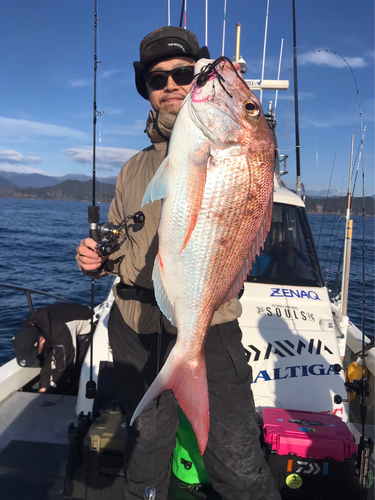 マダイの釣果