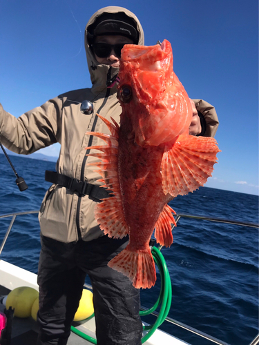 イズカサゴの釣果