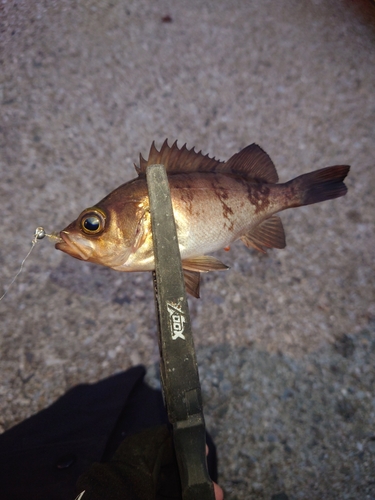 メバルの釣果