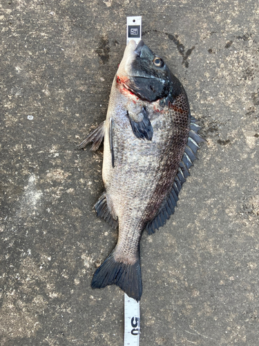 クロダイの釣果