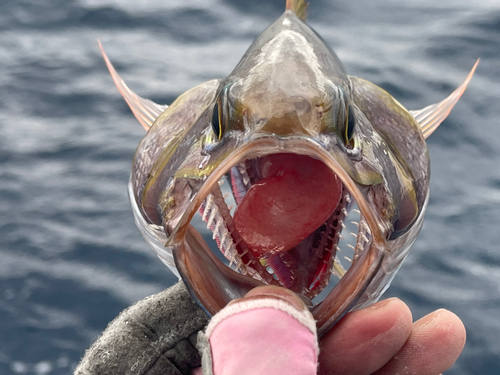 イシフエダイの釣果