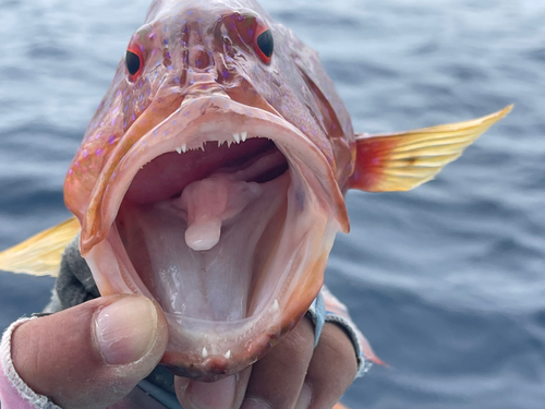 オジロバラハタの釣果