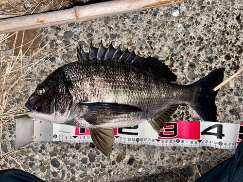 クロダイの釣果