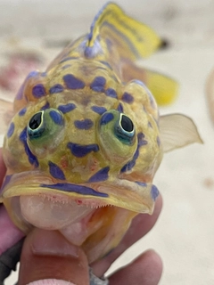 釣果