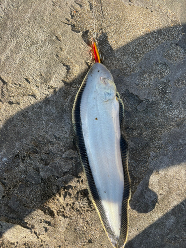 シタビラメの釣果