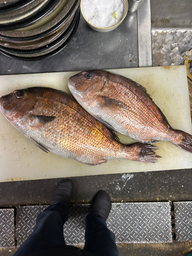 マダイの釣果