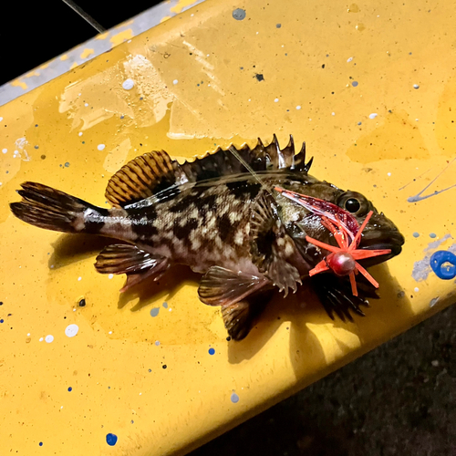 カサゴの釣果