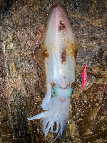 アオリイカの釣果