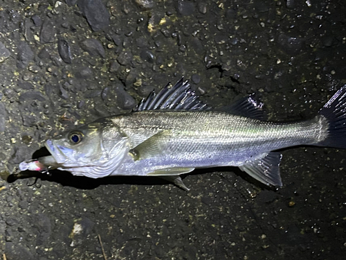 セイゴ（タイリクスズキ）の釣果