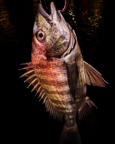 キビレの釣果