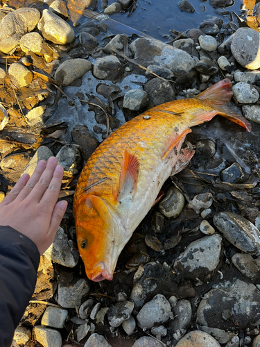 長野県南部