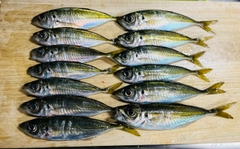 アジの釣果