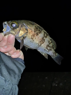 シロメバルの釣果