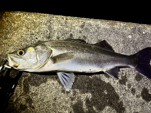 セイゴ（マルスズキ）の釣果