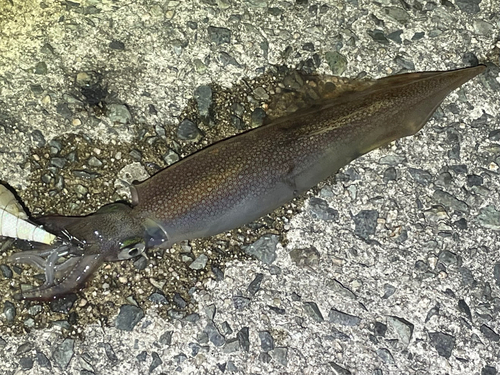 ヤリイカの釣果