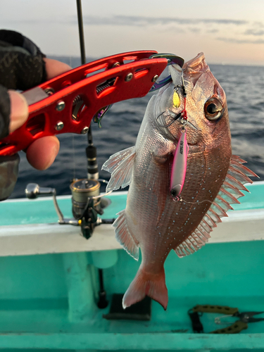 マダイの釣果