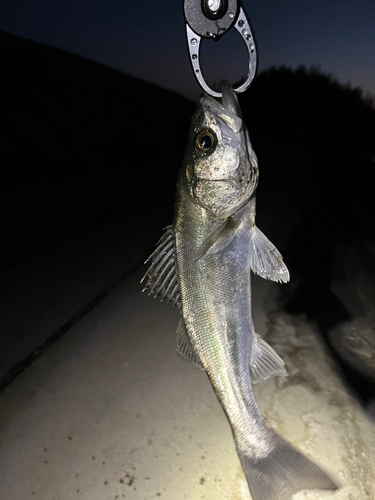 セイゴ（タイリクスズキ）の釣果