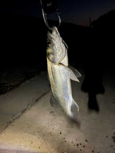 セイゴ（タイリクスズキ）の釣果