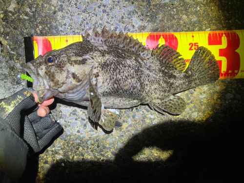 ムラソイの釣果