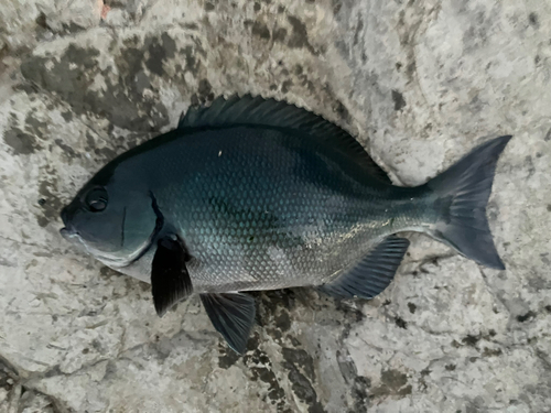 メジナの釣果