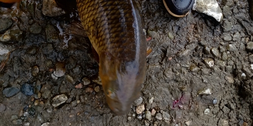 コイの釣果